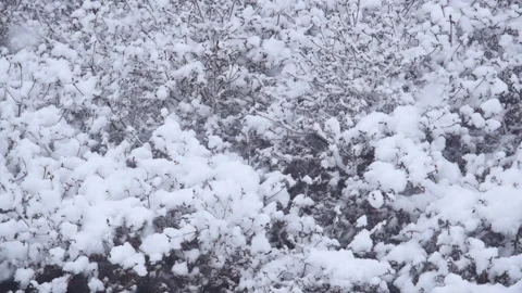 Falling snow on a trees Видео 162626440