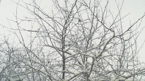 Falling snow on the trees out the window Stock Footage 87256284