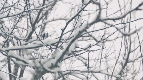 Falling snow on the trees out the window Stock Footage 87256619