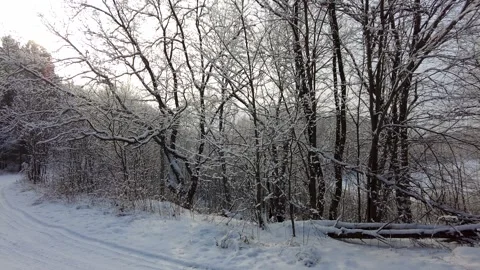 Falling snow from trees shimmers in sunlight. Stock Footage 302231923