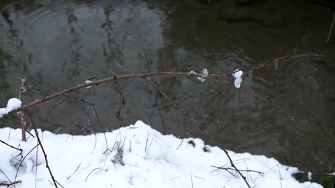 Falling snow on twig. Winter time. Video stock 166905619
