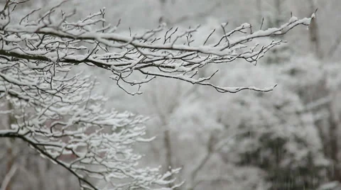 Falling snow winter day. Stock Footage 48440631