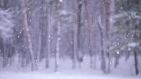 Falling snow winter day forest blurred background with tree and snow falling Stock Footage 84818640