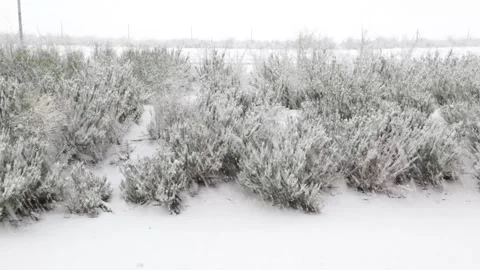 Falling snow in a winter day in a garden, the plants are frozen Stock Footage 143464341