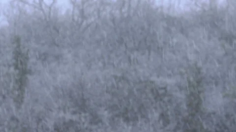 Falling snow. Winter evening forest background with trees and snow falling Stock Footage 91826693