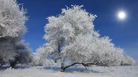 Falling snow in winter Stock Footage 1078434