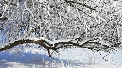 Falling snow in winter Stock Footage 20448689