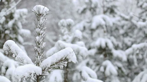 Falling Snow in Winter Stock Footage 33535258