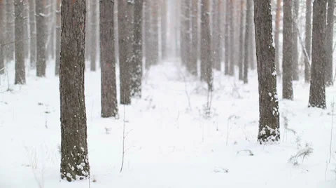 Falling Snow in Winter Stock Footage 33700960