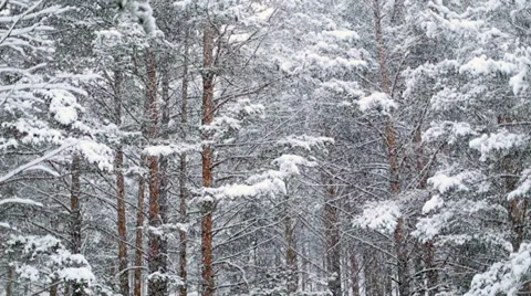 Falling Snow in Winter Stock Footage 33701108