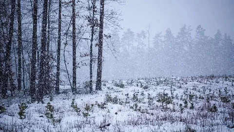 Falling snow in winter footage. Stock Footage 71210991
