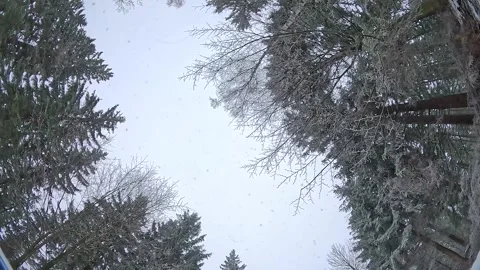 Falling snow, winter forest, camera rotates Stock Footage 317718831