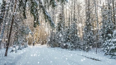 Falling snow in the winter forest, CINEMAGRAPH, loop, 1080p Stock Footage 71978286
