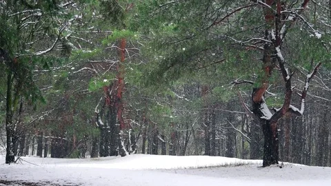 Falling snow in a winter forest 库存影片 74920912