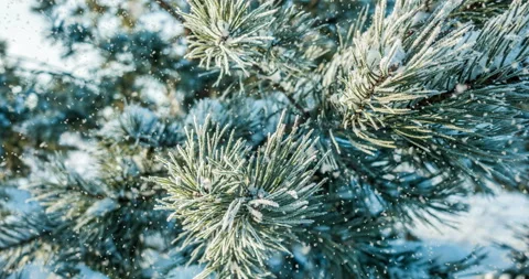 Falling snow in the winter forest Stock Footage 93714256