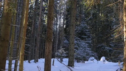 Falling snow in the winter forest Video stock 103882531
