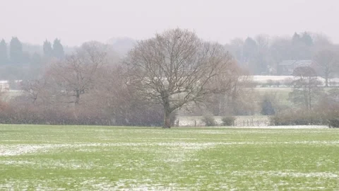 Falling snow in the winter forest Stock Footage 154479825