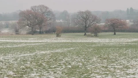 Falling snow in the winter forest Stock Footage 154479833