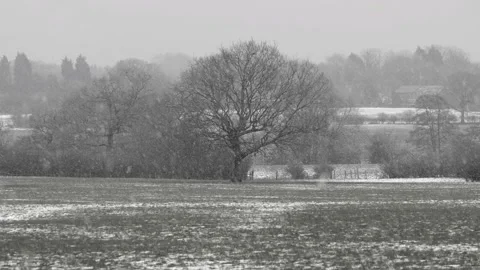Falling snow in the winter forest Stock Footage 154480119