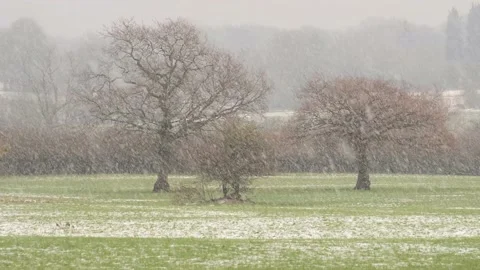 Falling snow in the winter forest Stock Footage 154480150