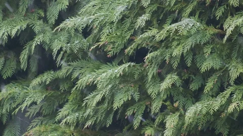 Falling snow in the winter forest Stock Footage 154481333