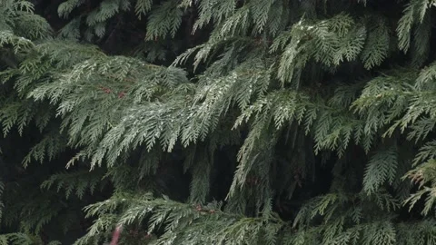 Falling snow in the winter forest Stock Footage 154481657