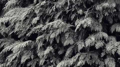 Falling snow in the winter forest Stock Footage 154481667