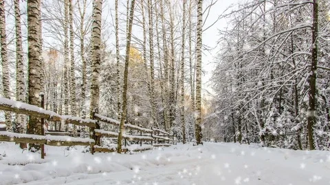 Falling snow in the winter forest, loop Stock Footage 71988314