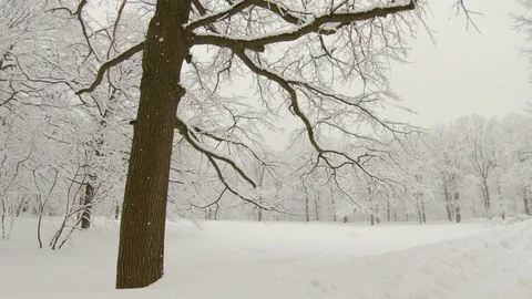 Falling snow in winter forest. Slow motion, steadicam shot Stock-Footage 103815741