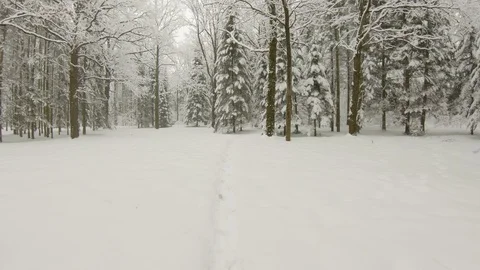Falling snow in winter forest. Slow motion, steadicam shot Stock-Footage 103815805