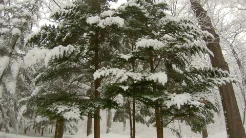 Falling snow in winter forest. Slow motion, steadicam shot Stock-Footage 103815820