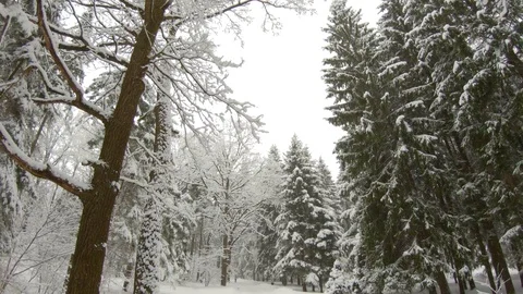 Falling snow in winter forest. Slow motion, steadicam shot Stock-Footage 103815834