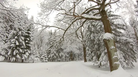 Falling snow in winter forest. Slow motion, steadicam shot Stock-Footage 103815859