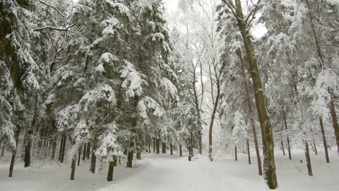Falling snow in winter forest. Slow motion, steadicam shot Stock-Footage 103815874