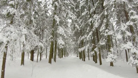 Falling snow in winter forest. Slow motion, steadicam shot Stock-Footage 103815890