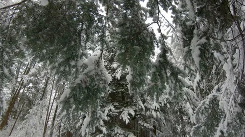 Falling snow in winter forest. Slow motion, steadicam shot Stock-Footage 103815914