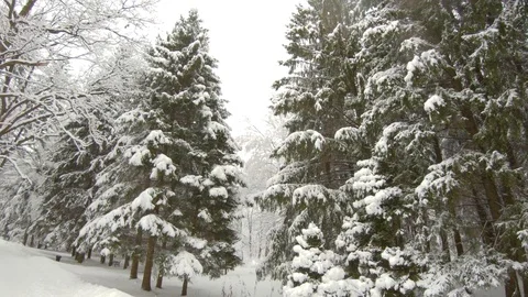 Falling snow in winter forest. Slow motion, steadicam shot Stock-Footage 103815978