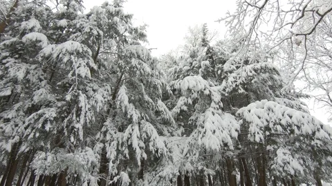 Falling snow in winter forest. Slow motion, steadicam shot Stock-Footage 103816005