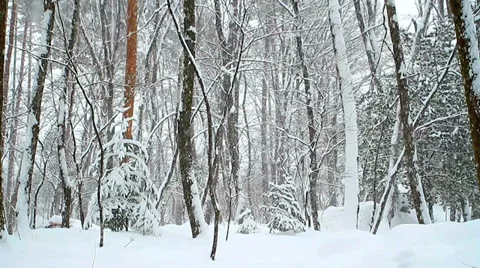 Falling snow in winter forest with snow covered trees. Stock Footage 35204125