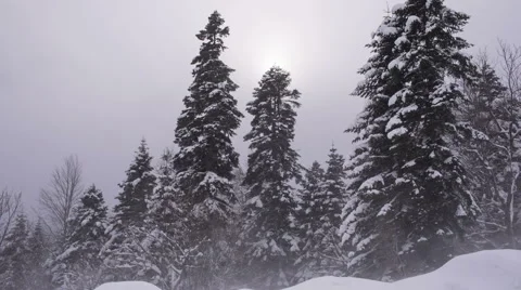 Falling snow in a winter forest with snow covered trees Stock Footage 59541346