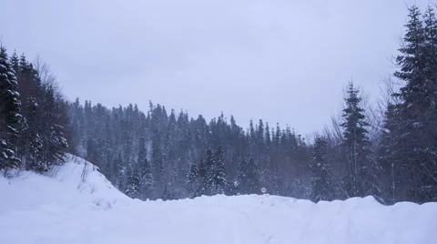 Falling snow in a winter forest with snow covered trees 库存影片 59543151