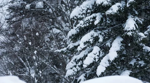 Falling snow in a winter forest with snow covered trees Stock Footage 59549477