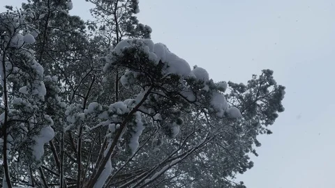 Falling snow in a winter forest with snow-covered branches, 4k footage Video stock 70455319