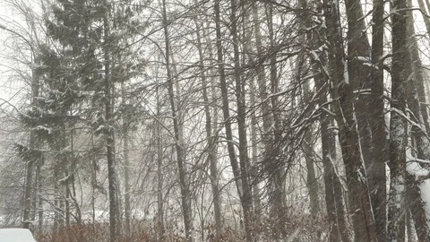 Falling snow in the winter forest with snow-covered trees Video stock 99034449