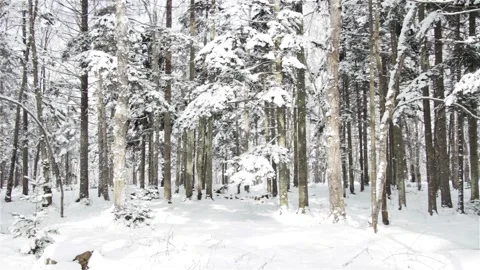 Falling snow in the winter forest with snow-covered trees. Stock Footage 101443526
