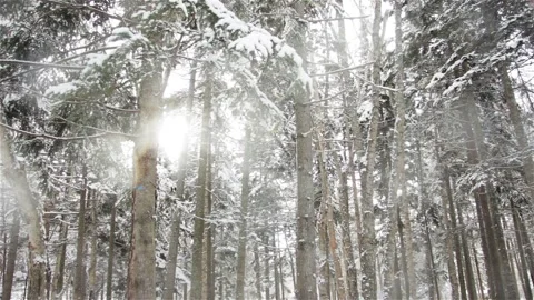 Falling snow in the winter forest with snow-covered trees. Video stock 101443573