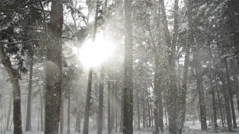 Falling snow in the winter forest with snow-covered trees. Stock Footage 101443788