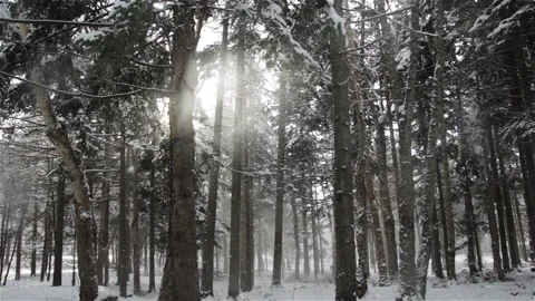 Falling snow in the winter forest with snow-covered trees. Stock Footage 101443896