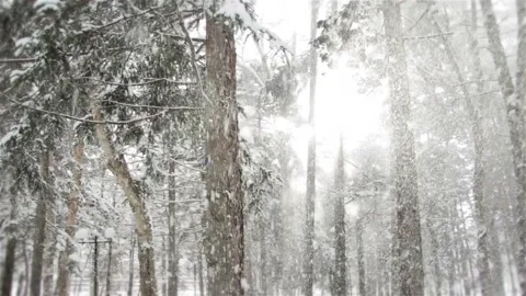 Falling snow in the winter forest with snow-covered trees. Stock Footage 101444045