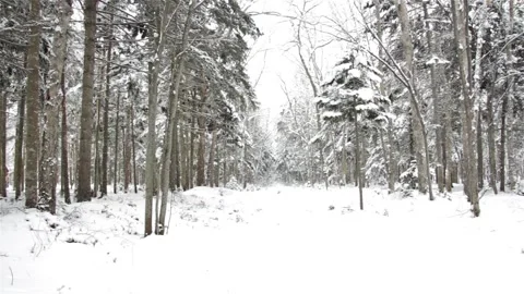 Falling snow in the winter forest with snow-covered trees. Stock Footage 101444265